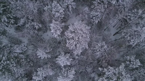 Snow on Tree Tops In Forest Stock Footage 266939766