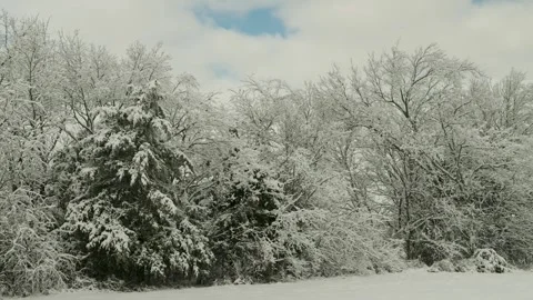SNOW TREELINE WINTER Stock Footage 297508179