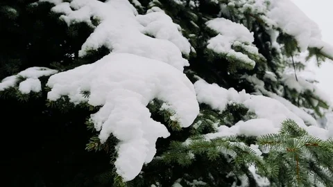 Snow on the trees 001 Stockbeeldmateriaal 106389091