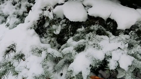 Snow on the trees 002 Stockbeeldmateriaal 106390538