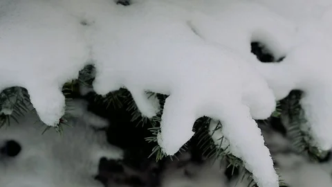 Snow on the trees 003 Stockbeeldmateriaal 106390542