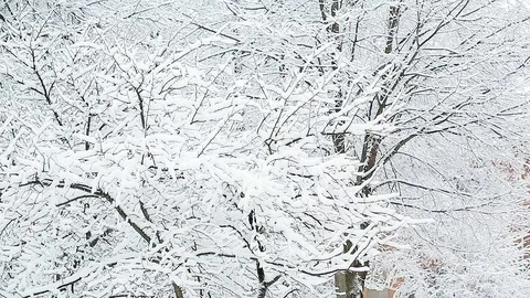 Snow on the trees 004 Stockbeeldmateriaal 106390780