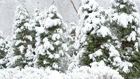 Snow on the trees 005 Stock Footage 106390749