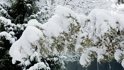 Snow on the trees 006 Stock Footage 106390763
