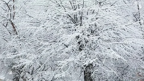 Snow on the trees 007 Stockbeeldmateriaal 106390921