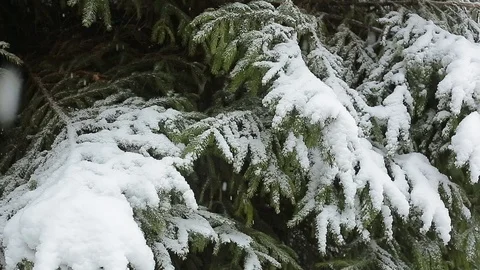 Snow on the trees 008 Stockbeeldmateriaal 106391020