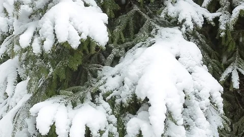 Snow on the trees 009 Stockbeeldmateriaal 106391082