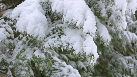 Snow on the trees 010 Stockbeeldmateriaal 106391005