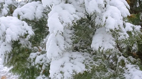 Snow on the trees 011 Stock Footage 106391016