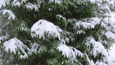 Snow on the trees 012 Stockbeeldmateriaal 106391152