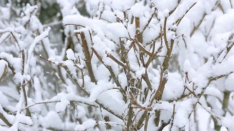 Snow on the trees 013 Stockbeeldmateriaal 106391211