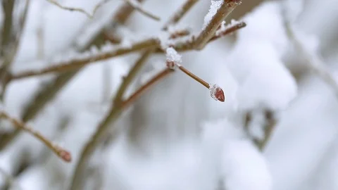 Snow on the trees 014 Stockbeeldmateriaal 106391162