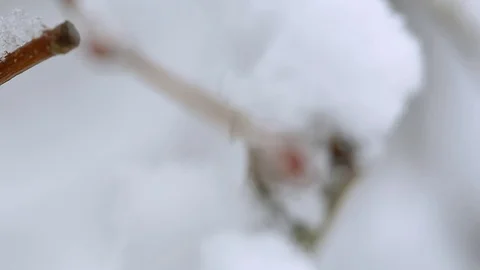 Snow on the trees 015 Stockbeeldmateriaal 106391295