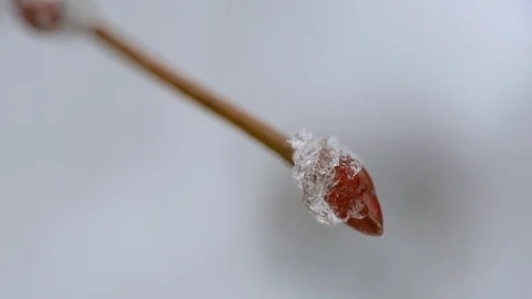 Snow on the trees 016 Stock Footage 106391258