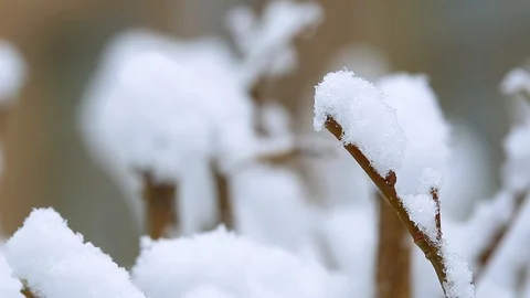 Snow on the trees 017 Stock Footage 106391428