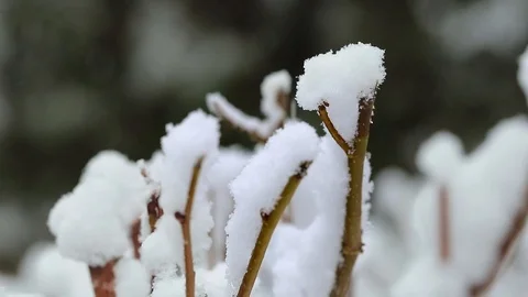 Snow on the trees 019 Stockbeeldmateriaal 106391431