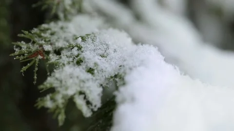 Snow on the trees 020 Stockbeeldmateriaal 106391449