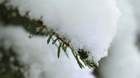 Snow on the trees 022 Stockbeeldmateriaal 106391476