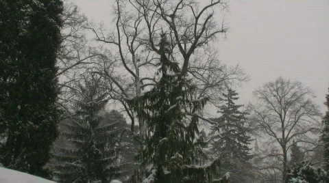 Snow on Trees 1 스톡 동영상 585965