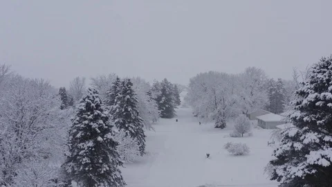 Snow in the Trees 1 Stock Footage 125814090