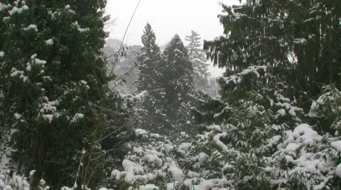 Snow on Trees 2 스톡 동영상 586024