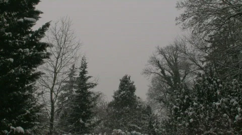 Snow on Trees 3 스톡 동영상 585990