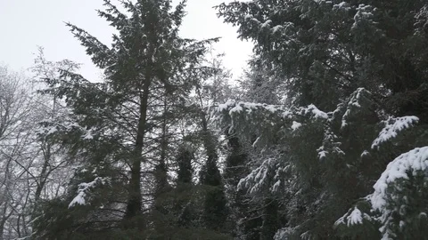 Snow Trees 4K Stock Footage 84078443