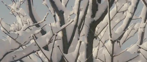 Snow on trees after snow fall, sunny day, 4k Video stock 235483435