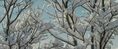 Snow on trees after snow fall, sunny day, 4k Video stock 235484472