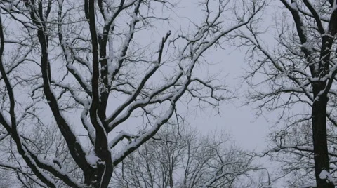Snow on trees against a winter sky in the park. Camera tracks then holds. Stock Footage 62850755