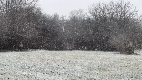 Snow Trees Background Stock Footage 86711752