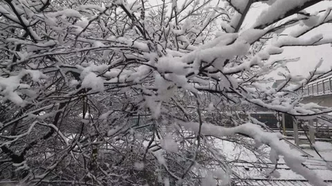 Snow on trees, branches in snow, snowfall in the park, snowy weather, close up 스톡 동영상 144132771