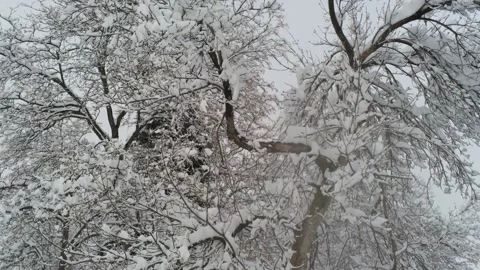 Snow in trees - Drone camera moves up above tree Video stock 137941692