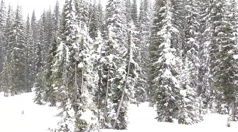 Snow on trees Видео 754947