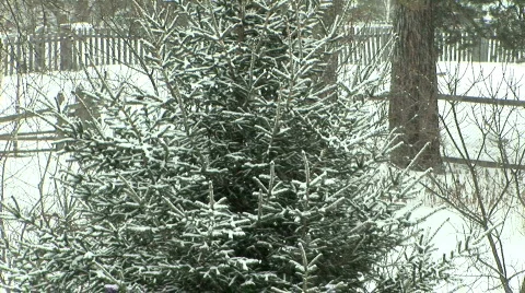 Snow &amp; trees 스톡 동영상 797145