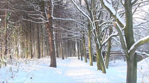 Snow trees Stock Footage 953672