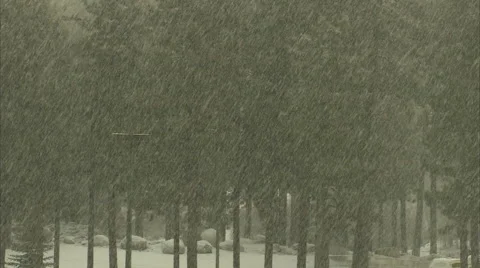 Snow on trees Stock-Footage 986846
