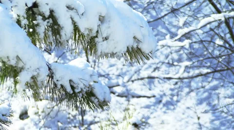 Snow On Trees Stockbeeldmateriaal 995434