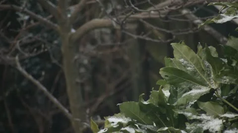 Snow on trees Stock Footage 22277436