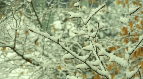 Snow on trees Stock Footage 49438583