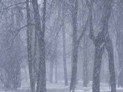 Snow Trees 스톡 동영상 74056893