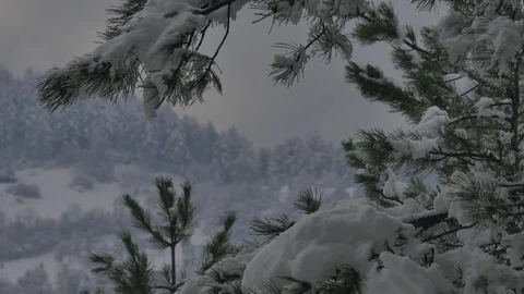 Snow in the trees Stock-Footage 83324167