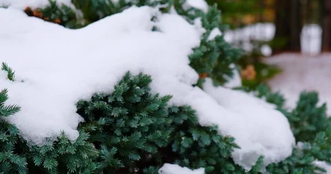 Snow on Trees Video stock 122247192