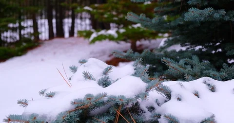 Snow on Trees Stock Footage