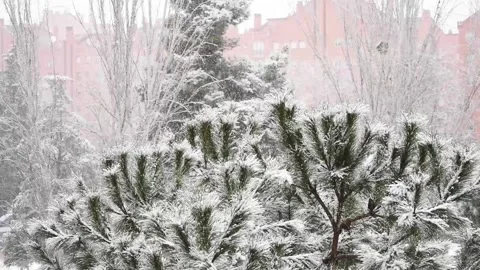 Snow on trees Stock Footage 153035903