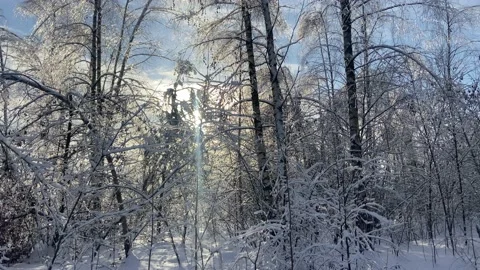 Snow trees. Video stock 223555569