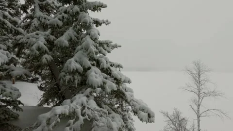 Snow trees Stock Footage 275291362