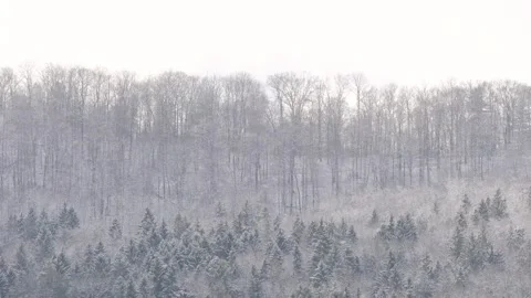 Snow trees forest background, winter fresh snow Stock Footage 257942696
