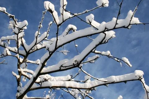 Snow on trees in the forest Stock Photos