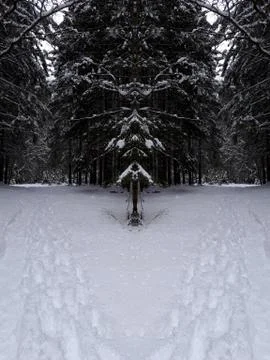 Snow on trees in the forest Stock Photos